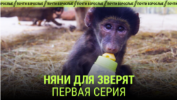 "Няни для зверят". Первая серия
